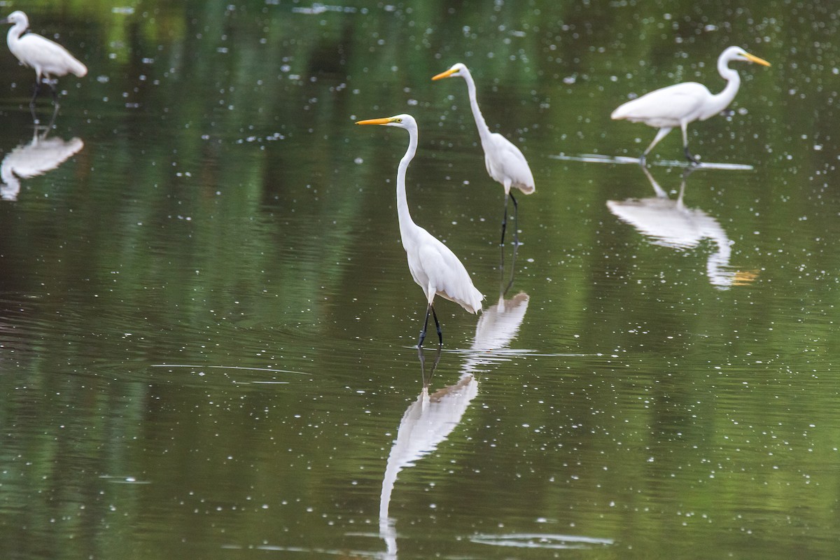 Great Egret - ML649004694