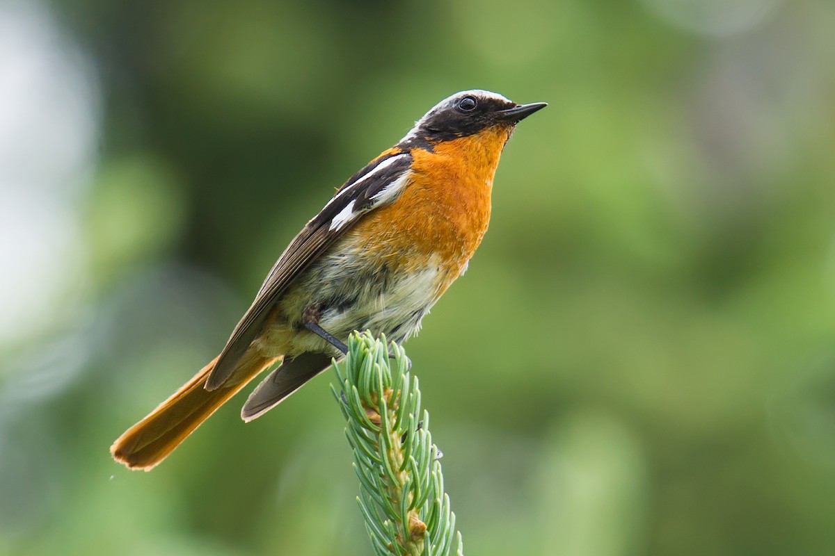 Rufous-backed Redstart - ML64900471