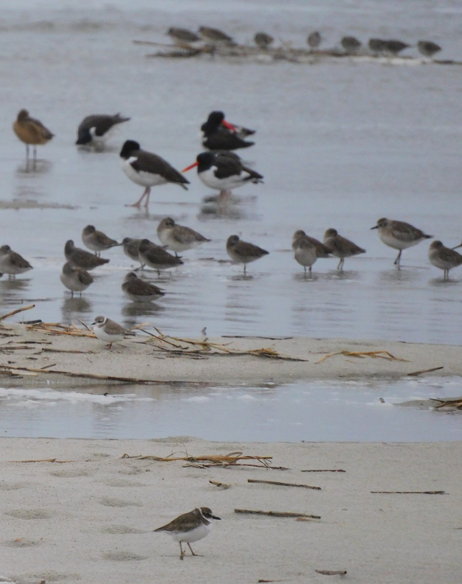 tykknebblo - ML649004735