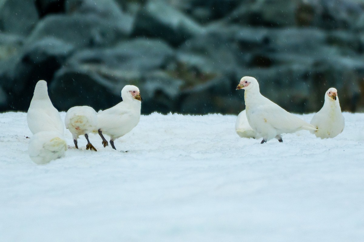 Snowy Sheathbill - ML649004784