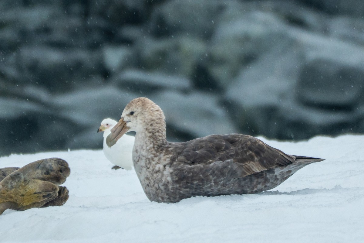 Southern Giant-Petrel - ML649004792