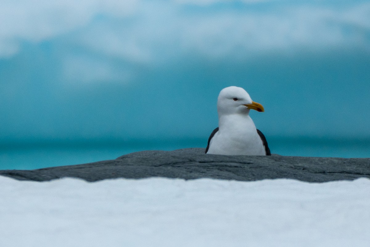 Kelp Gull - ML649004802