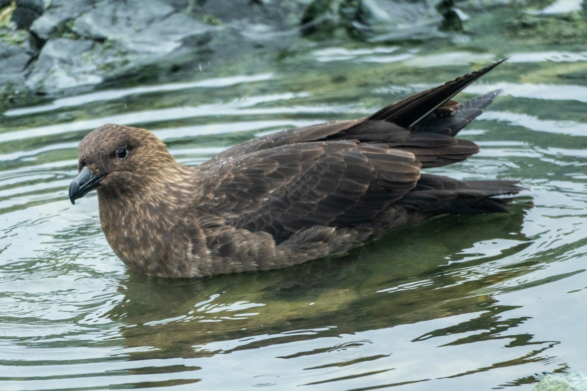 South Polar Skua - ML649004809