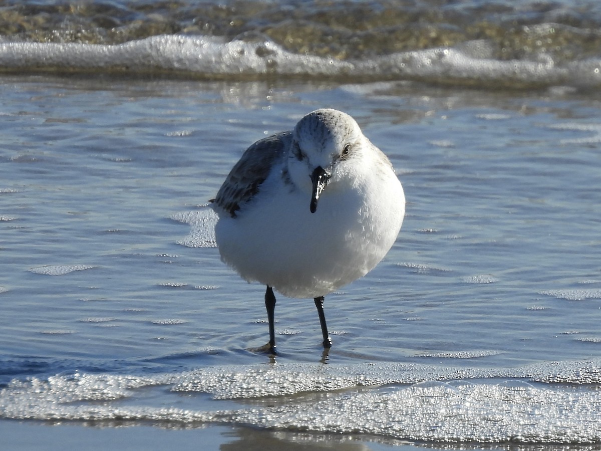 Txirri zuria - ML649004811