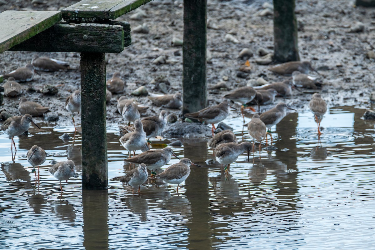 Common Redshank - ML649004879