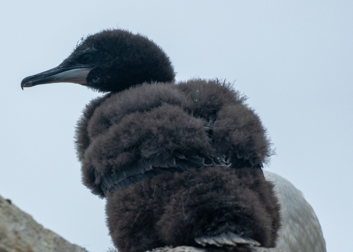 Imperial Cormorant - ML649004947