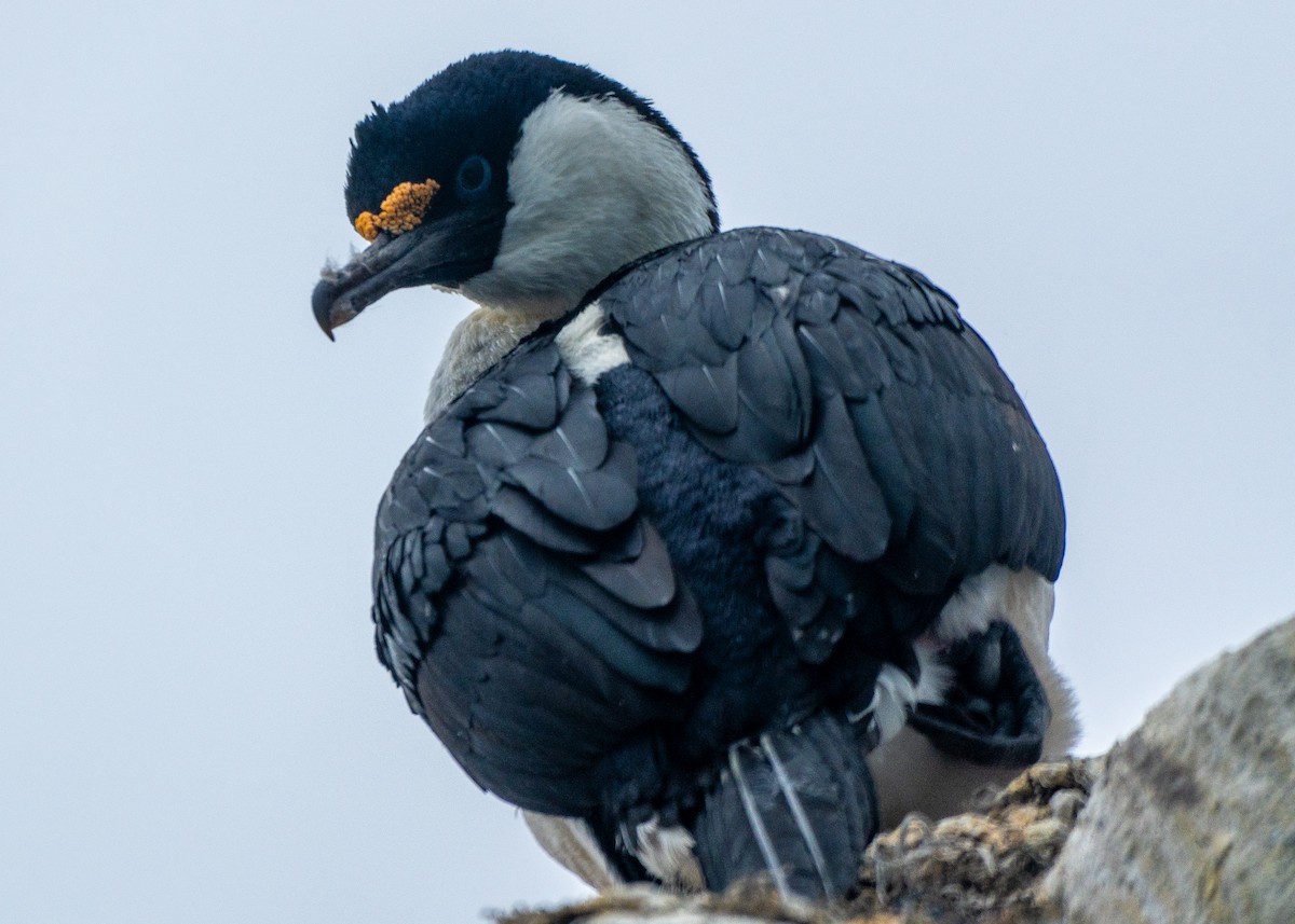 Imperial Cormorant - ML649004948