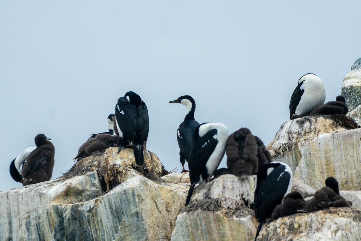 Imperial Cormorant - ML649004949