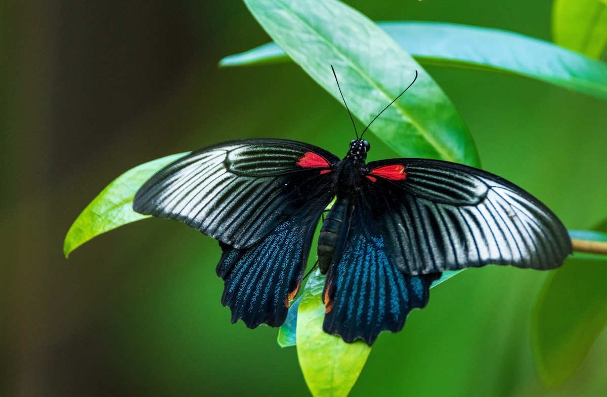 Animals - ML649004959