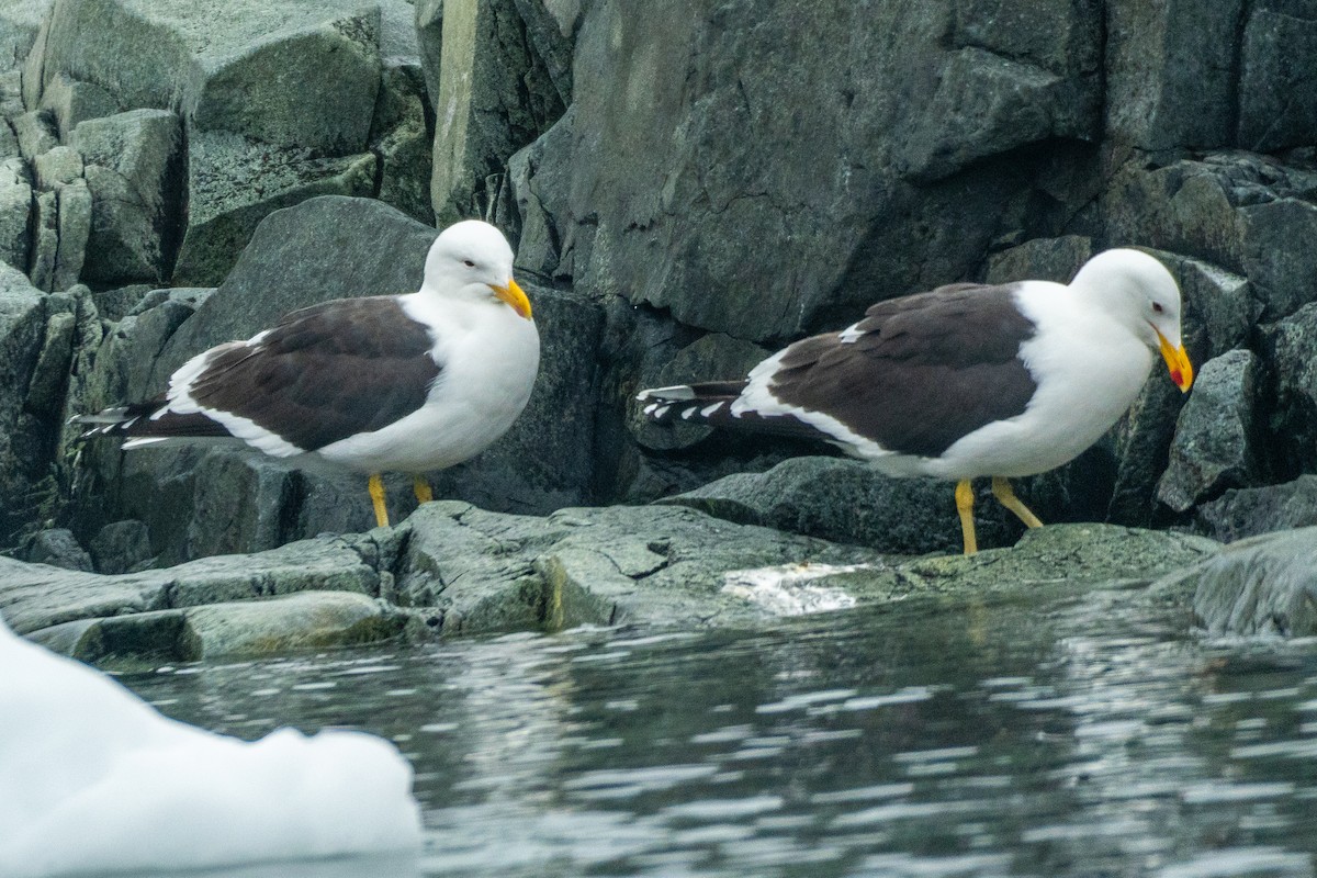 Kelp Gull - ML649004960