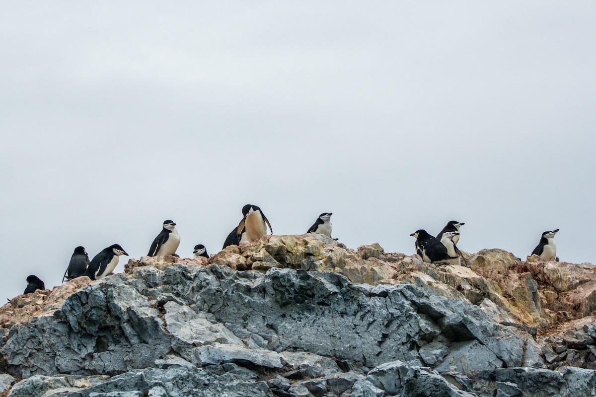 Chinstrap Penguin - ML649005001