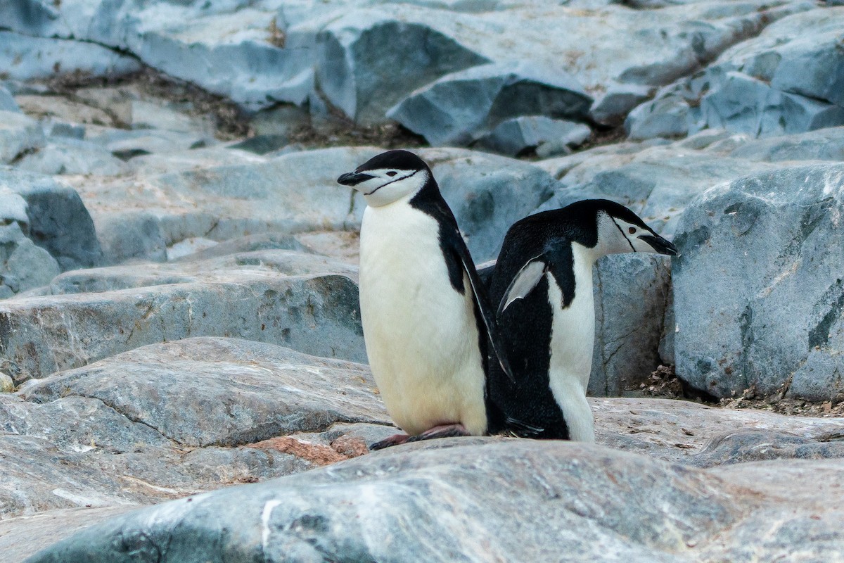 Chinstrap Penguin - ML649005012
