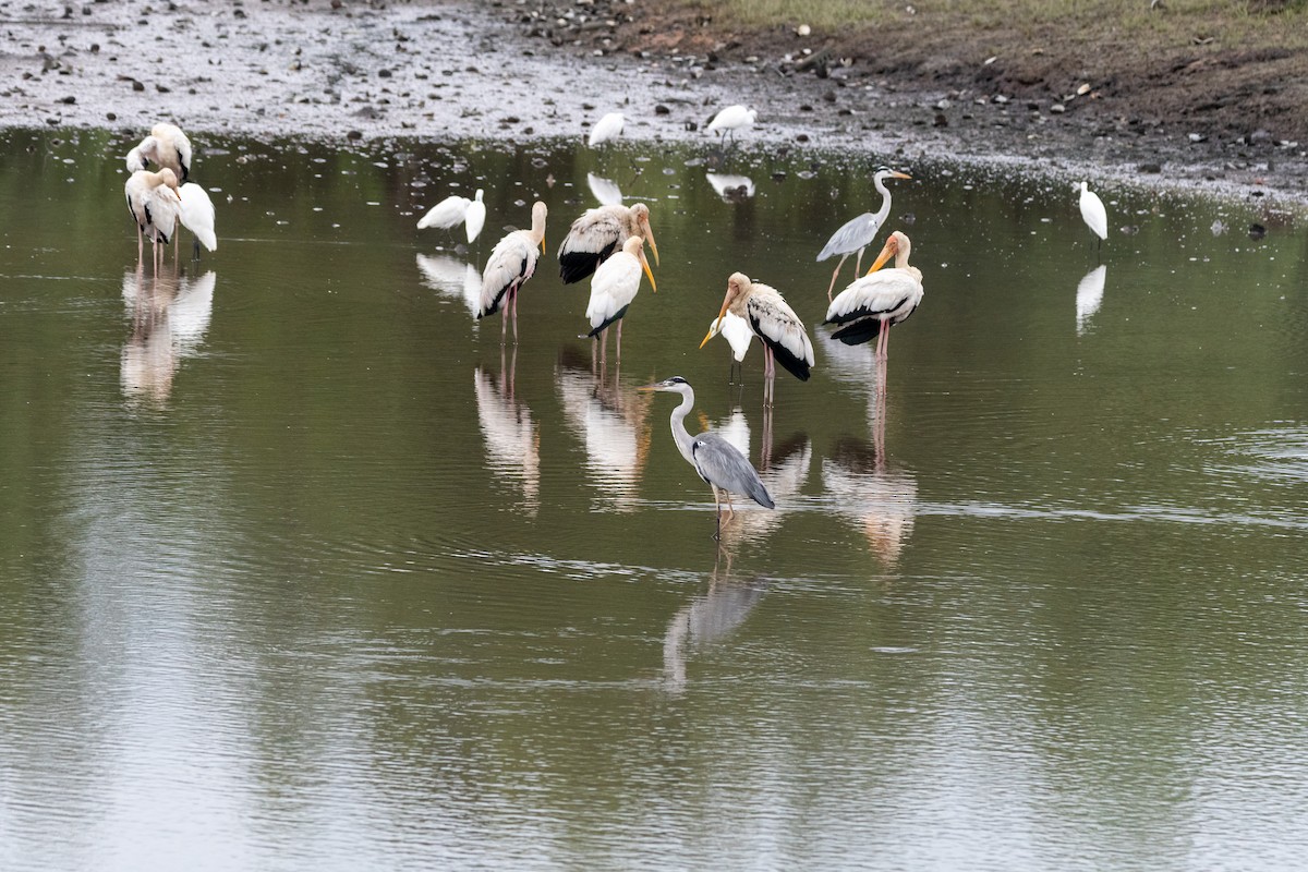 Gray Heron - ML649005031