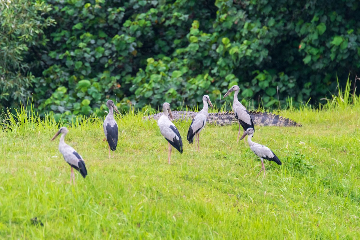 Asian Openbill - ML649005048