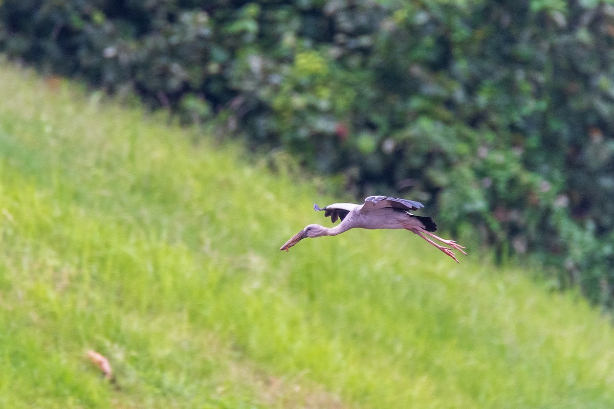 Asian Openbill - ML649005049