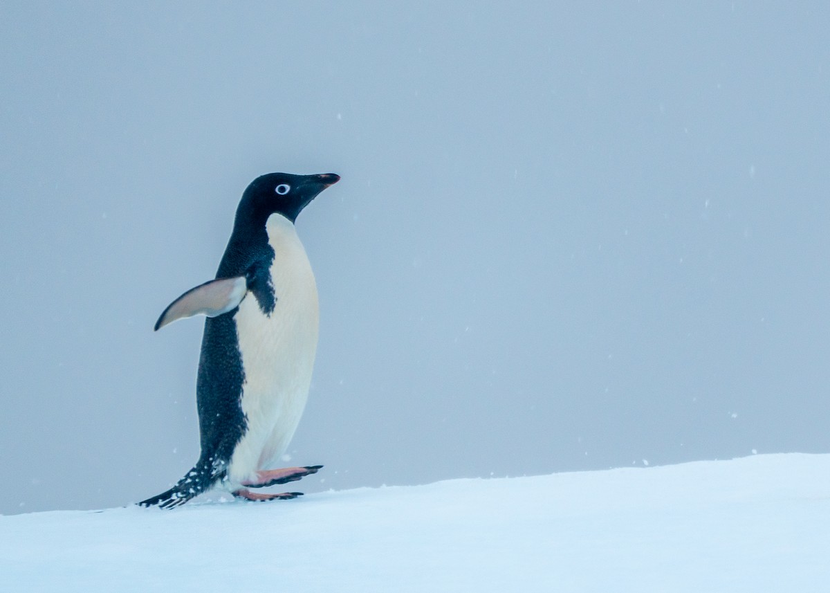 Adelie Penguin - ML649005076