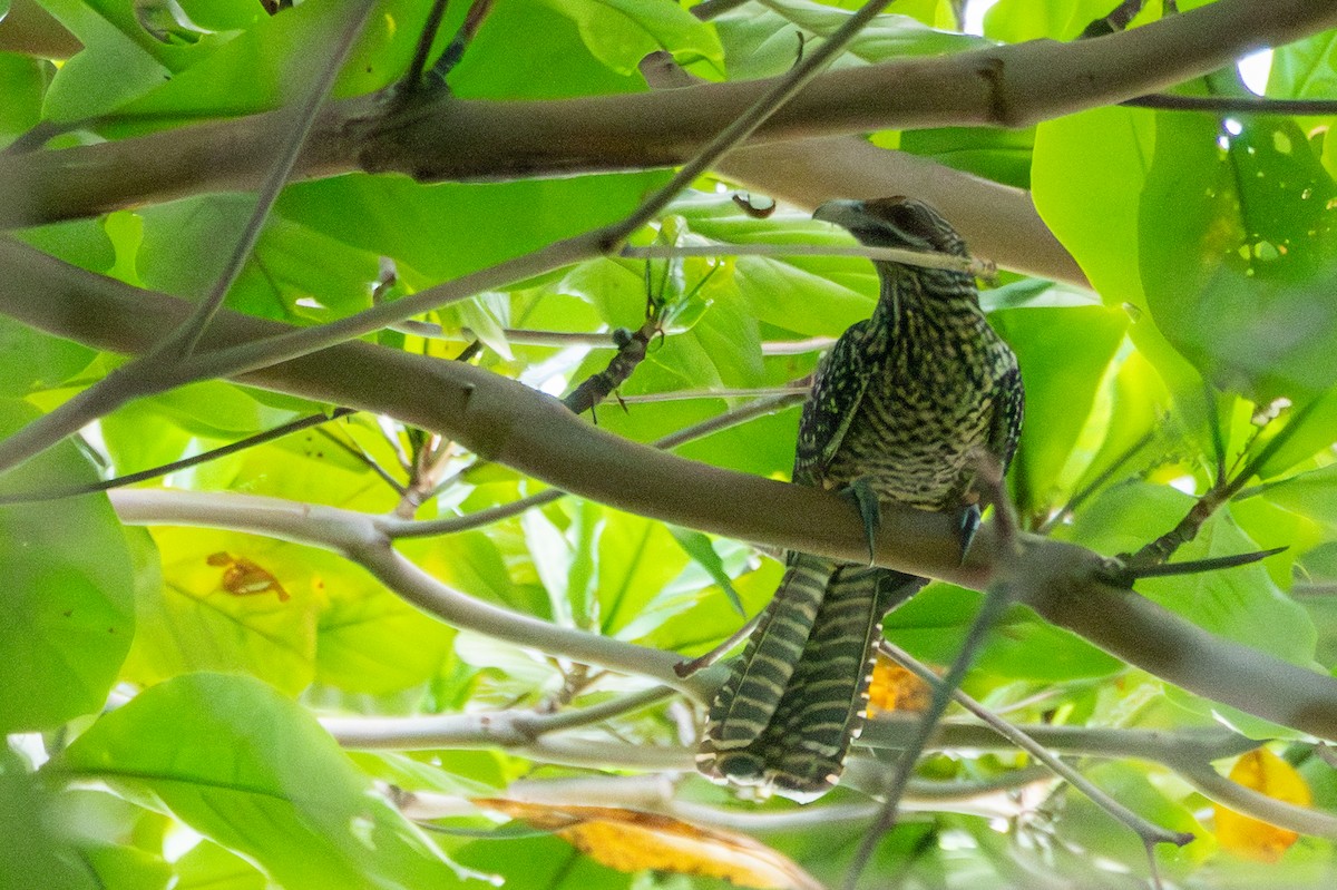 Asian Koel - ML649005094