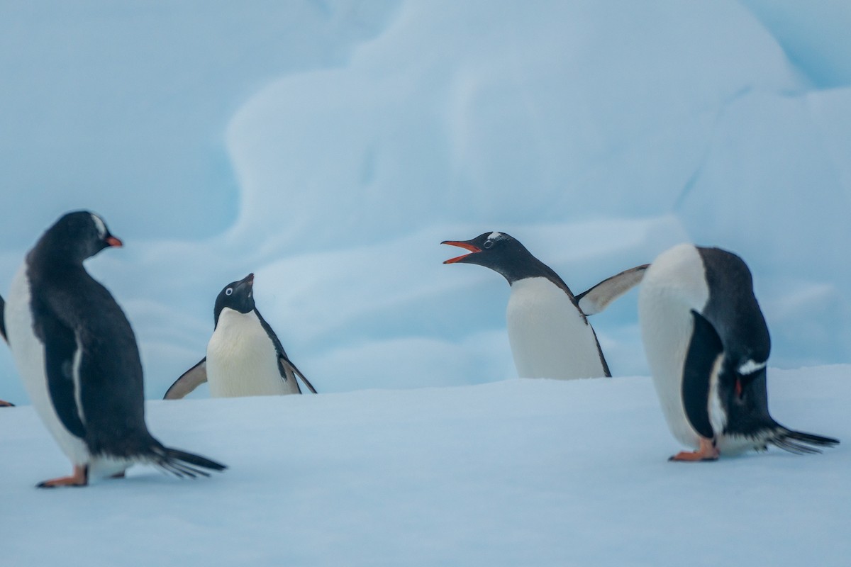 Gentoo Penguin - ML649005103