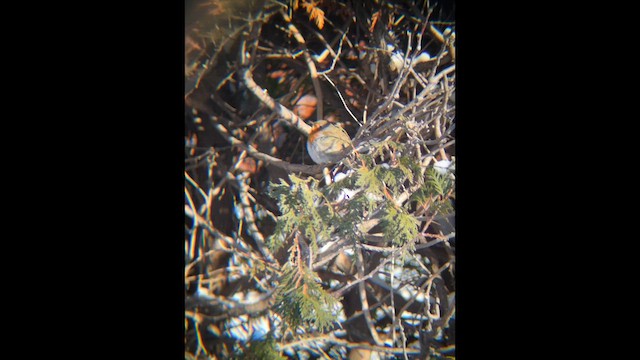 European Robin - ML649005104