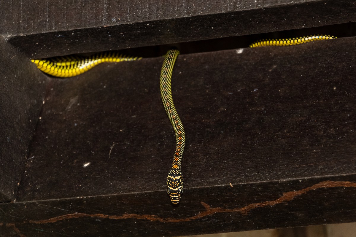 Animals - ML649005128