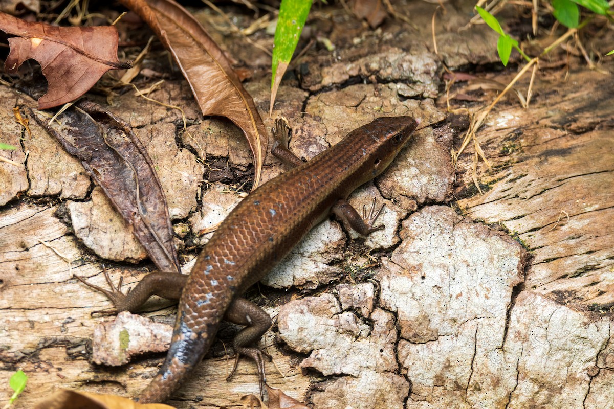 Animals - ML649005131