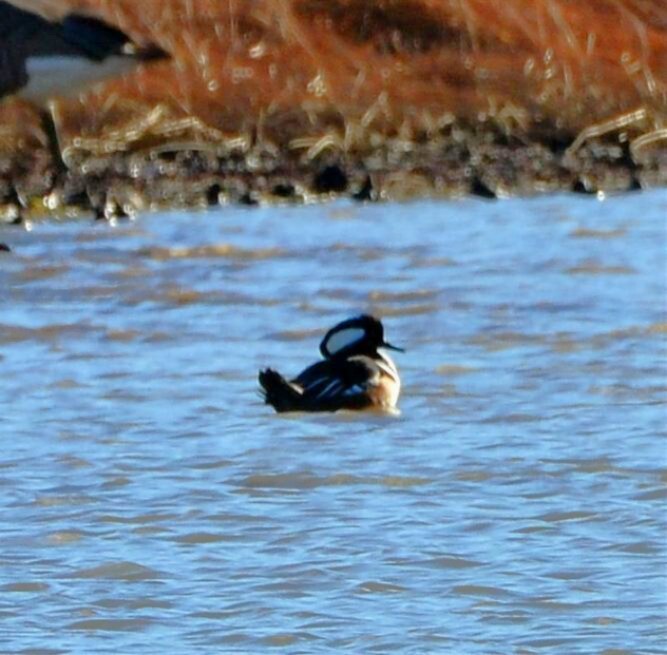 Hooded Merganser - ML649005146