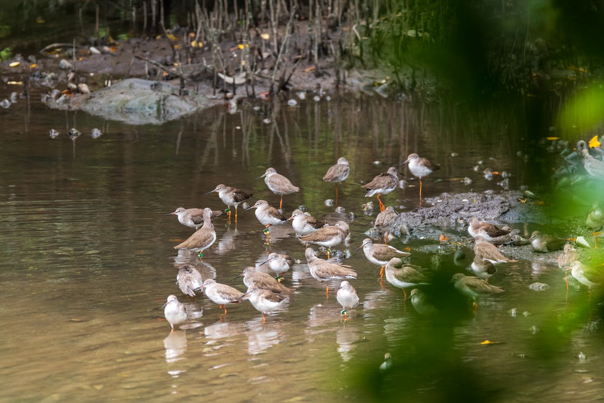 Common Redshank - ML649005157