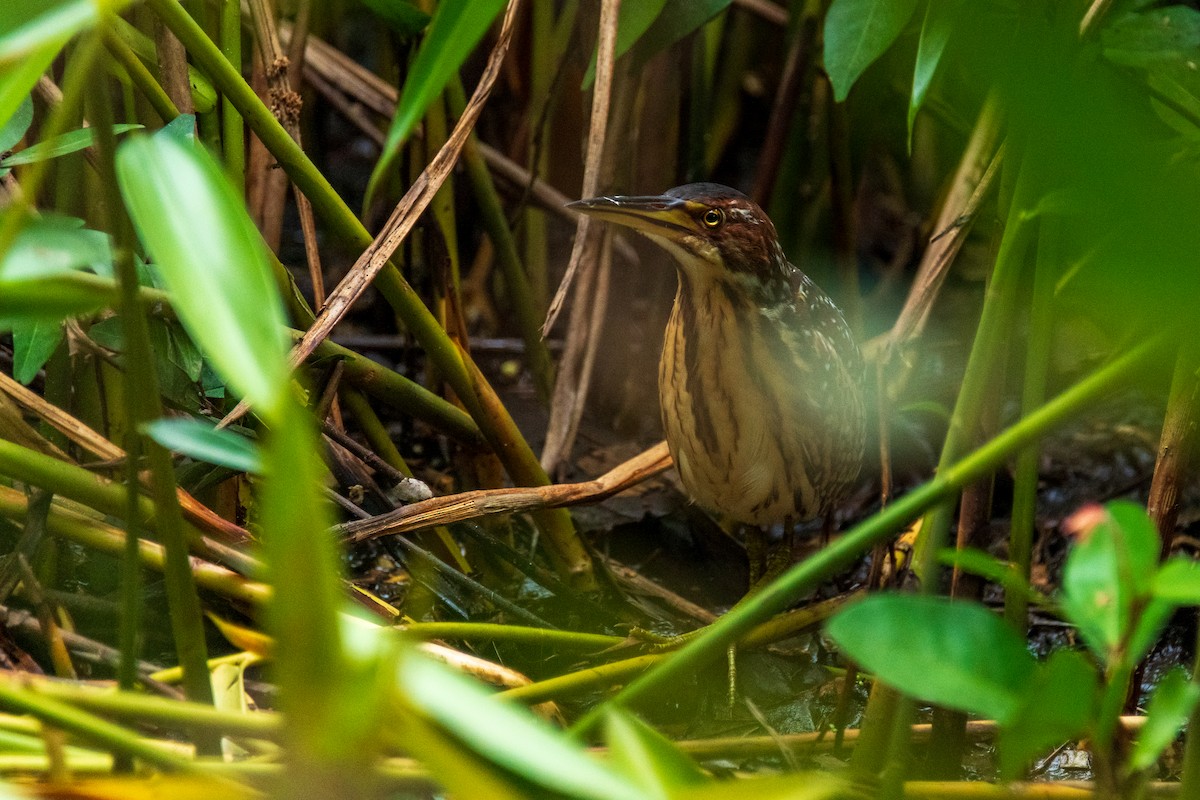 Schrenck's Bittern - ML649005183