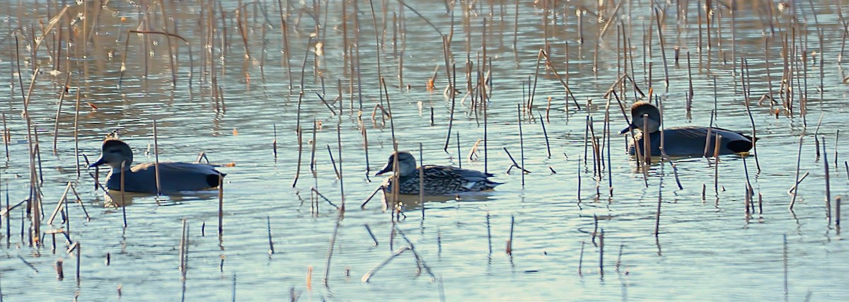 Gadwall - ML649005192