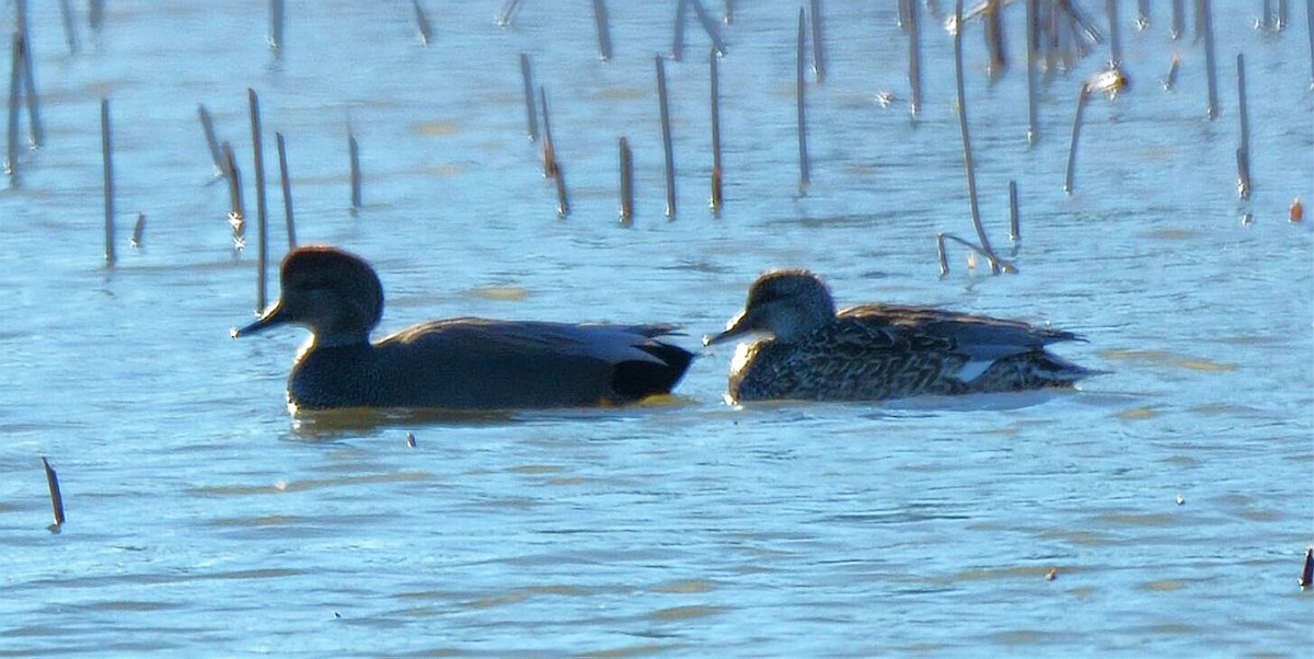 Gadwall - ML649005193