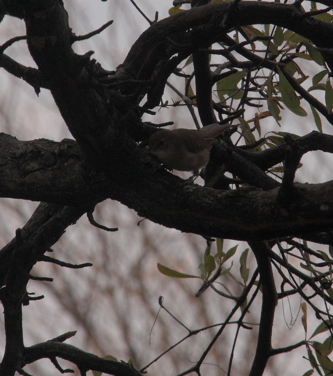 Terrestrial Brownbul - ML649005241