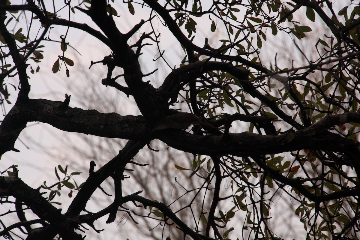 Terrestrial Brownbul - ML649005242