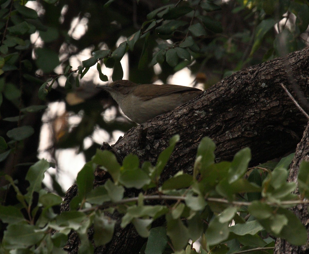 Terrestrial Brownbul - ML649005245