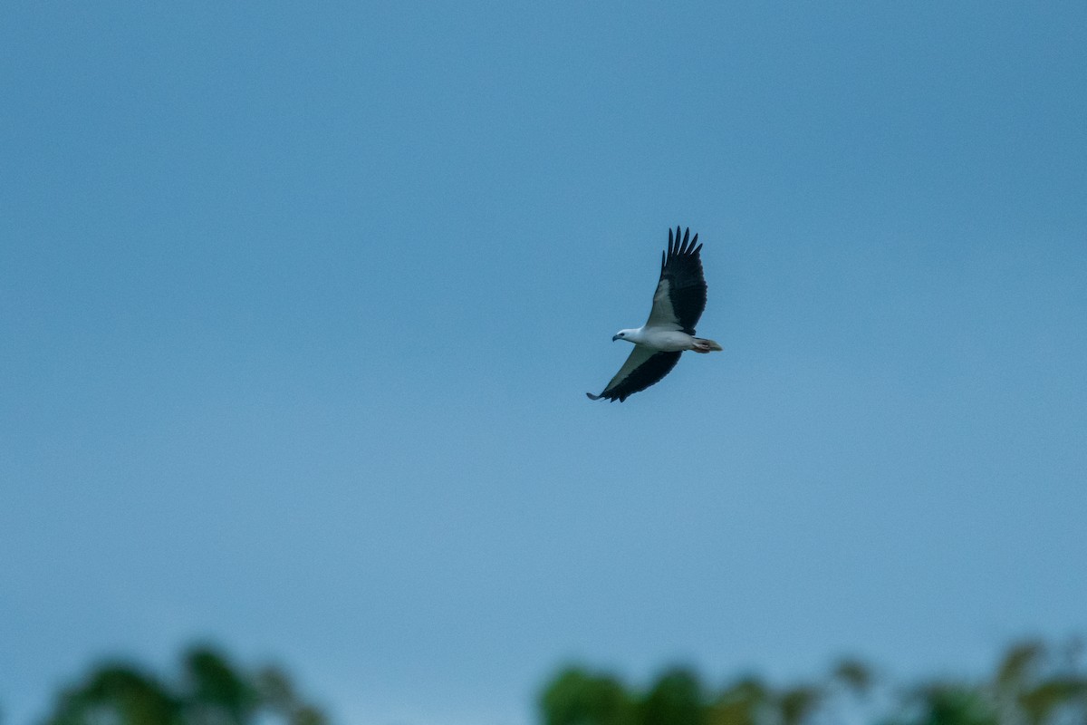 White-bellied Sea-Eagle - ML649005275