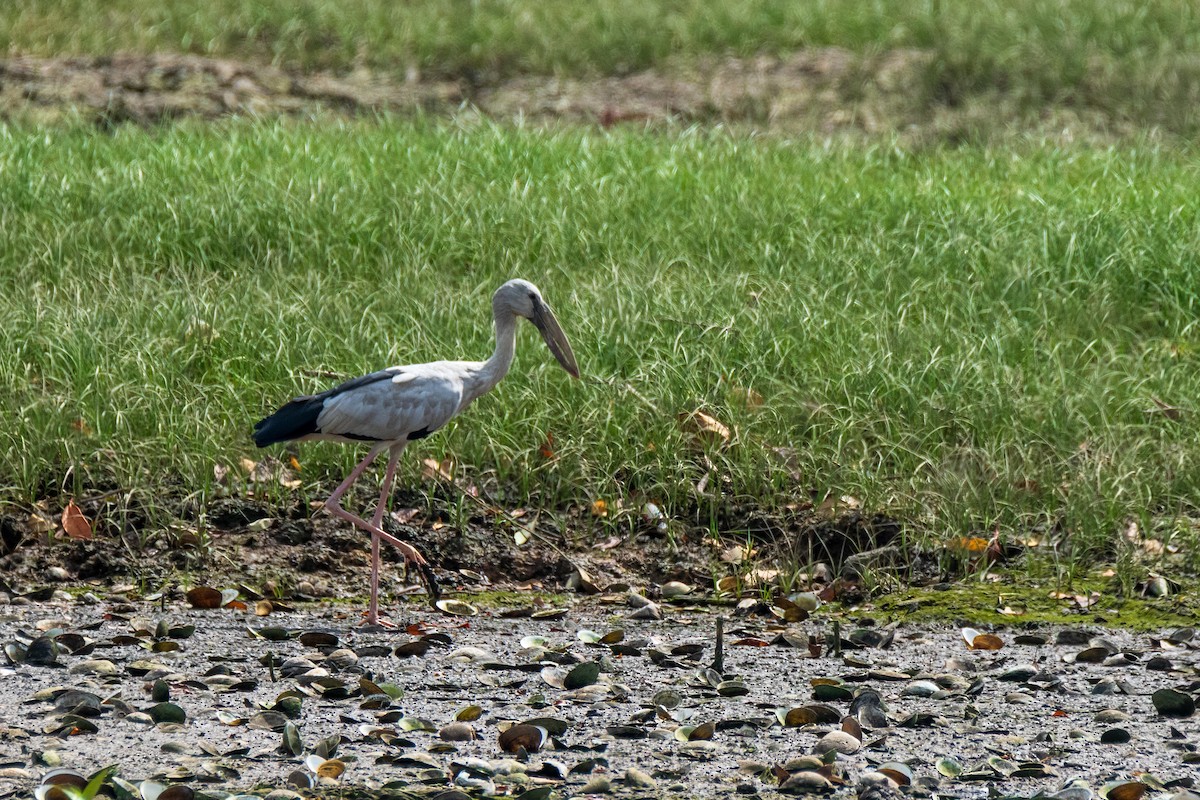 Asian Openbill - ML649005308
