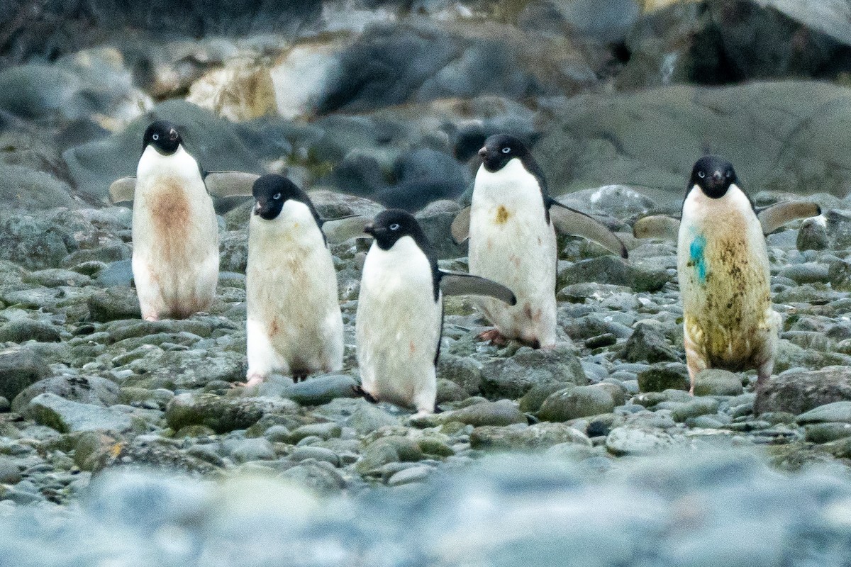 Adelie Penguin - ML649005310
