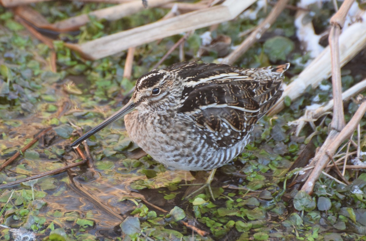 Wilson's Snipe - ML649005325
