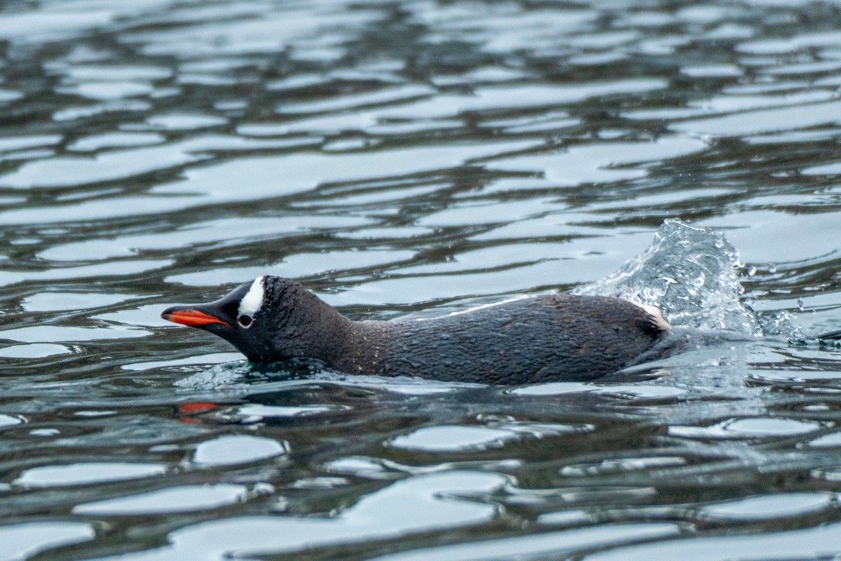 Gentoo Penguin - ML649005342