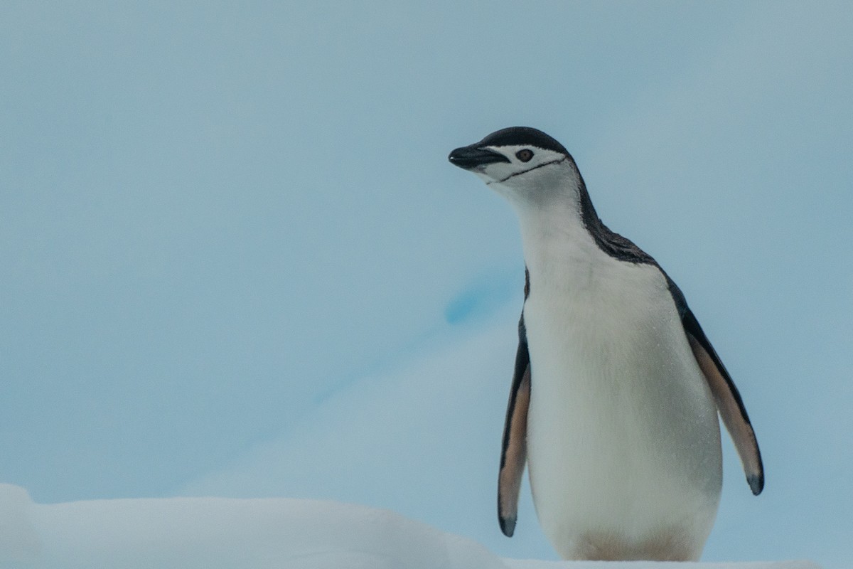 Chinstrap Penguin - ML649005365