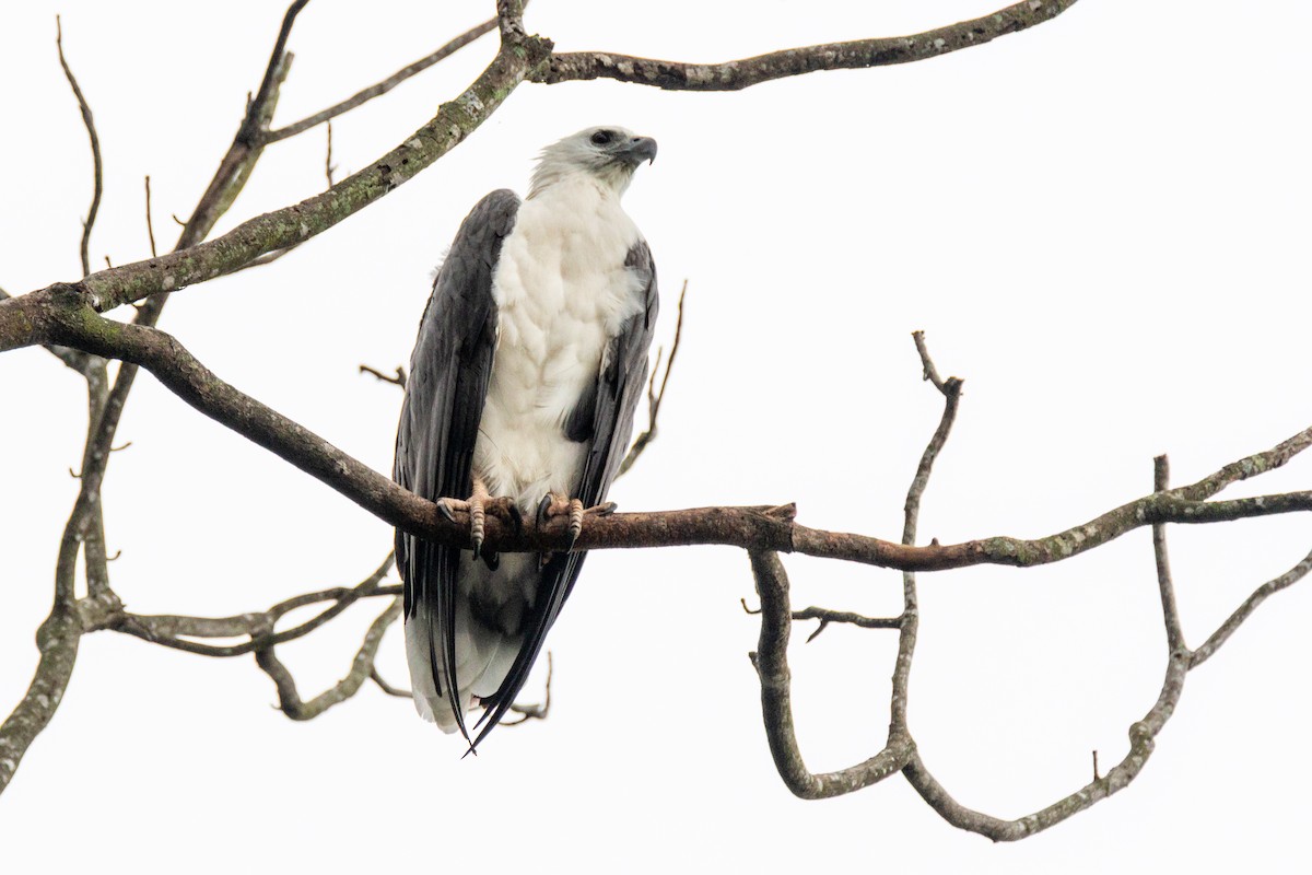 White-bellied Sea-Eagle - ML649005405