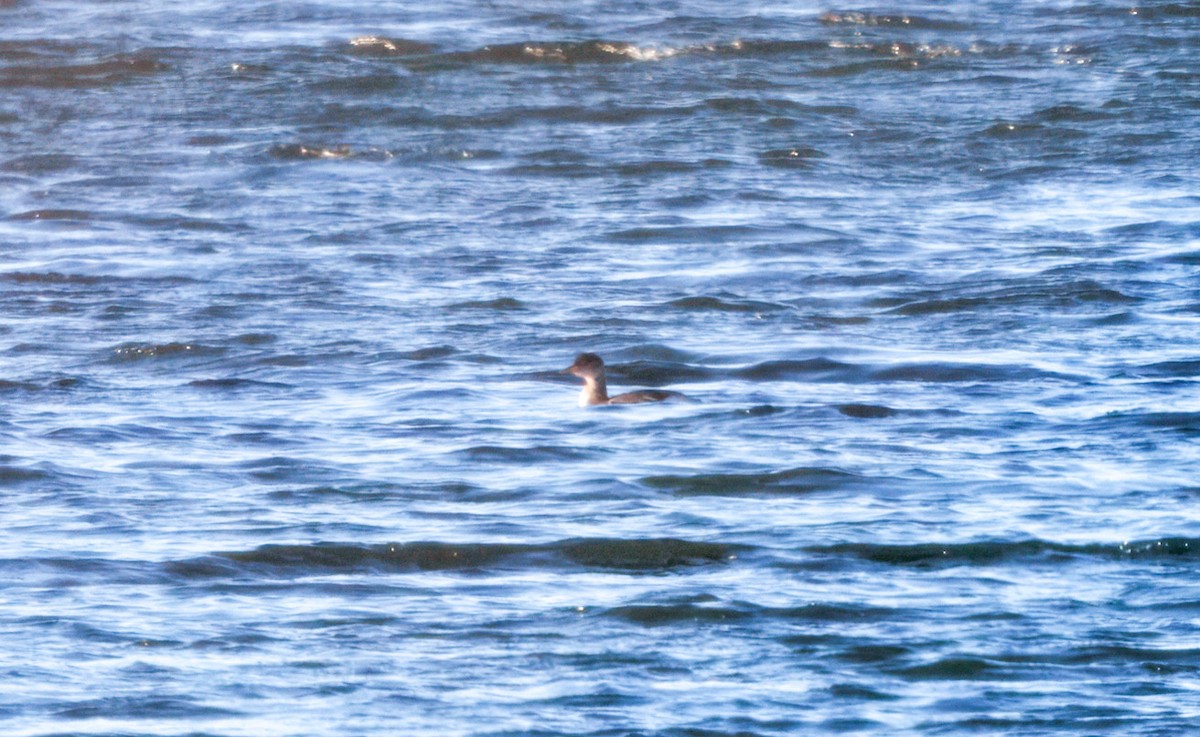 Red-necked Grebe - ML649005699