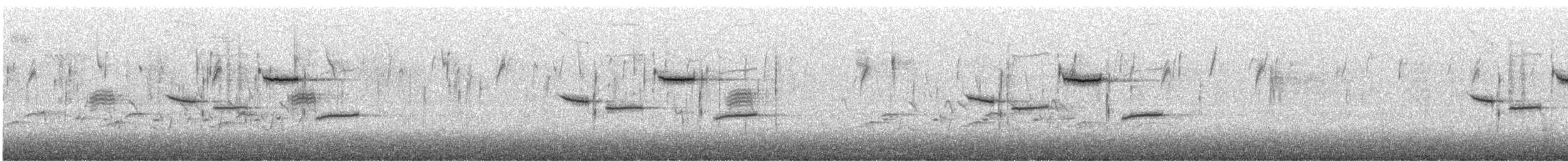 Каролинская гаичка - ML649005728