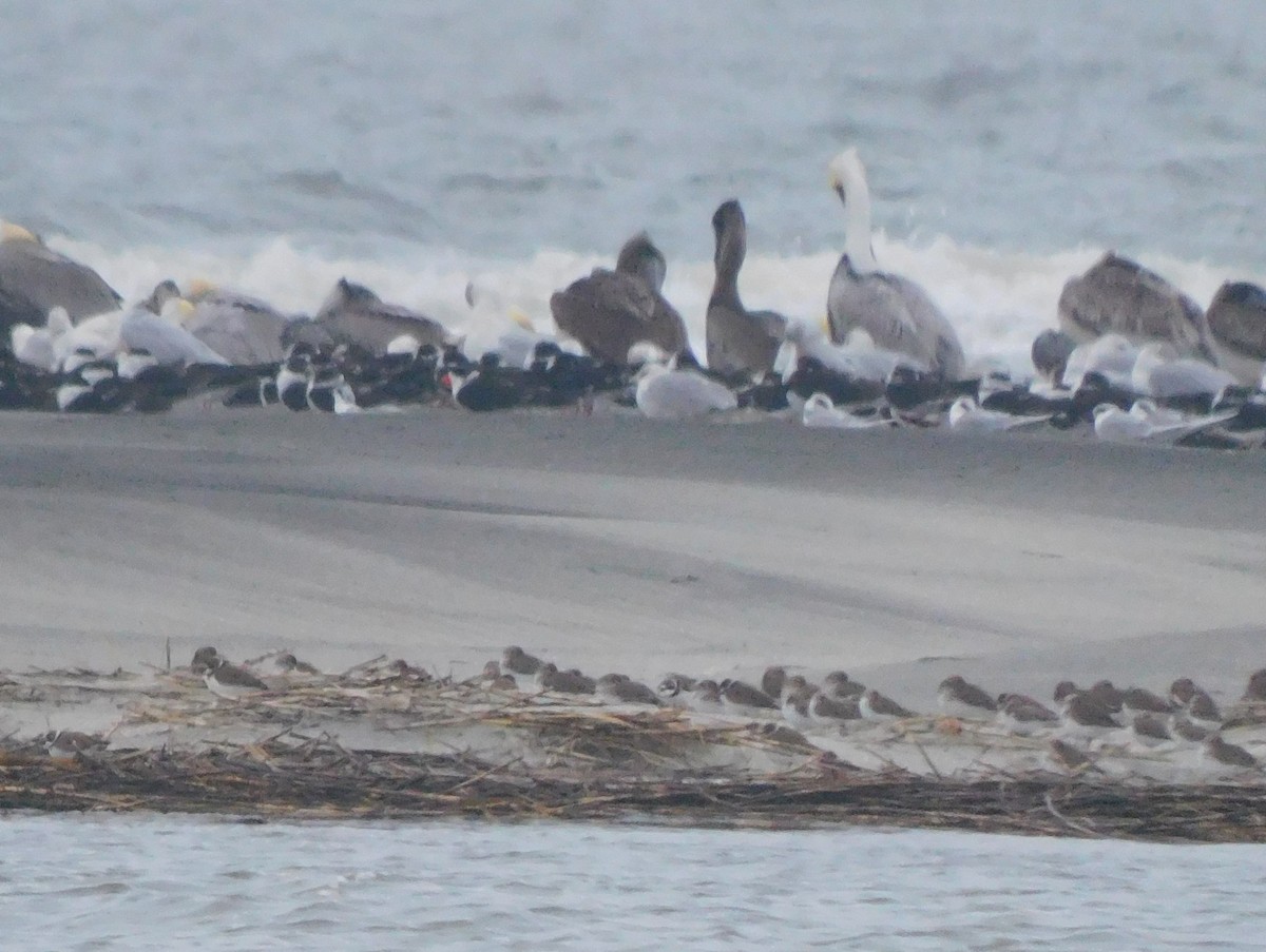 amerikasandlo - ML649005931