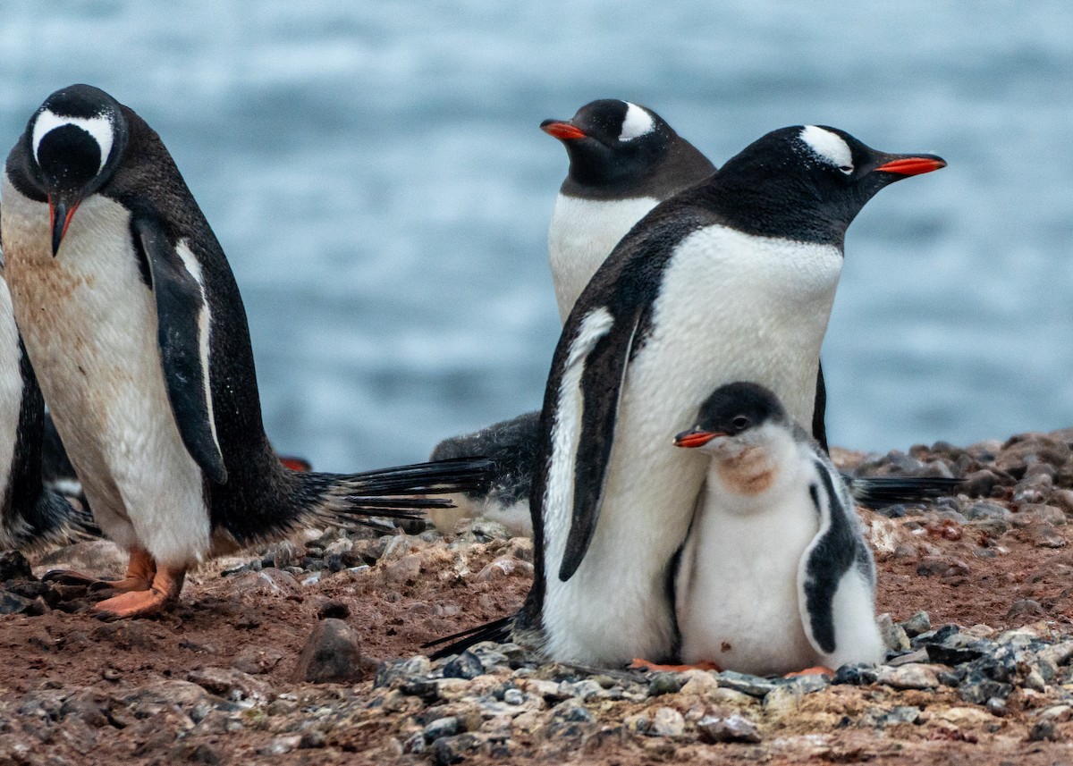 Gentoo Penguin - ML649006046