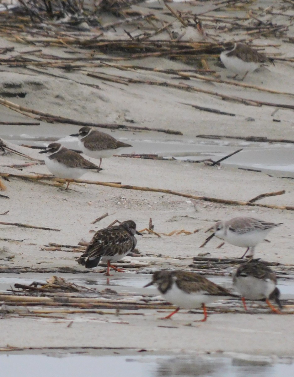 tykknebblo - ML649006164