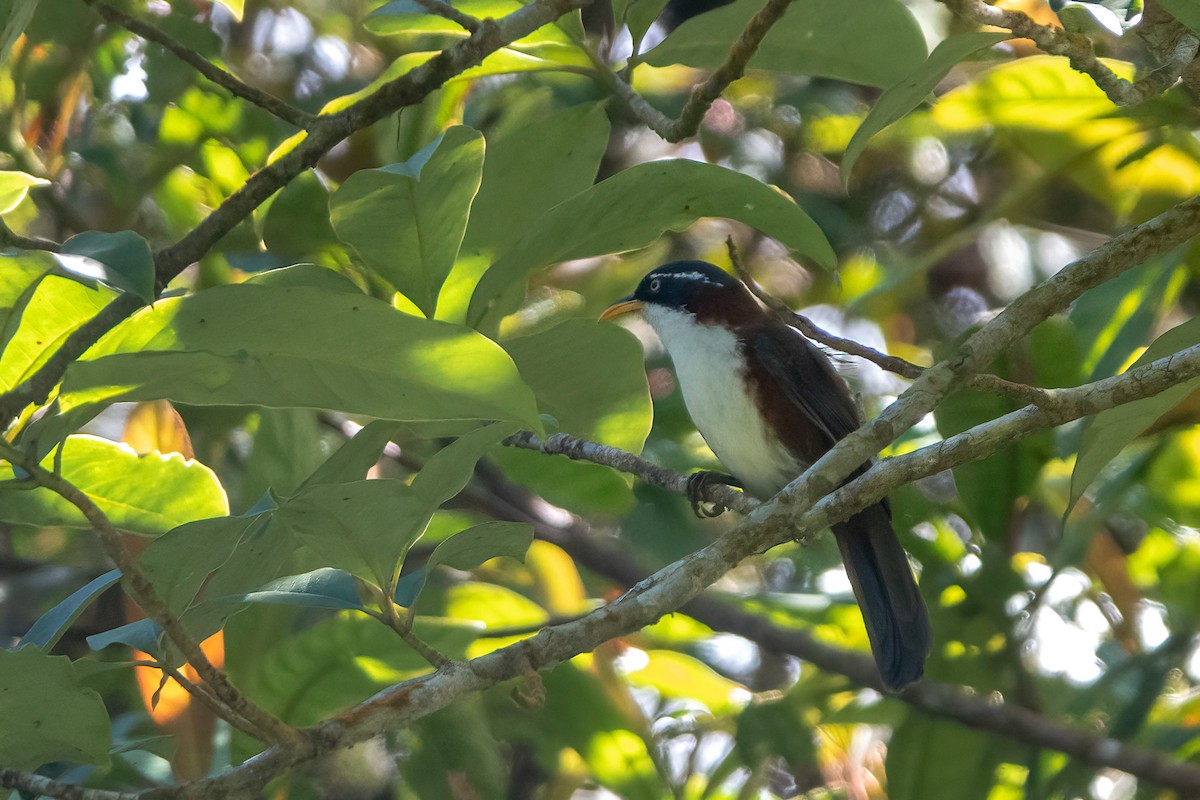 Javan Scimitar-Babbler - ML649006352