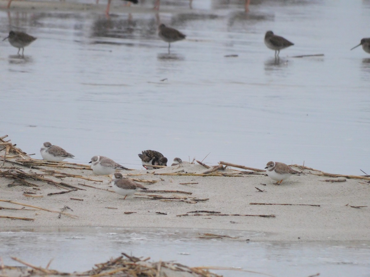 amerikasandlo - ML649006394