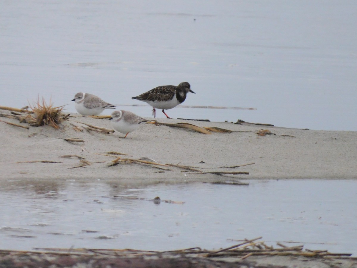 pipelo - ML649006410