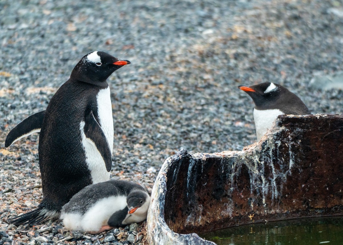 Gentoo Penguin - ML649006427
