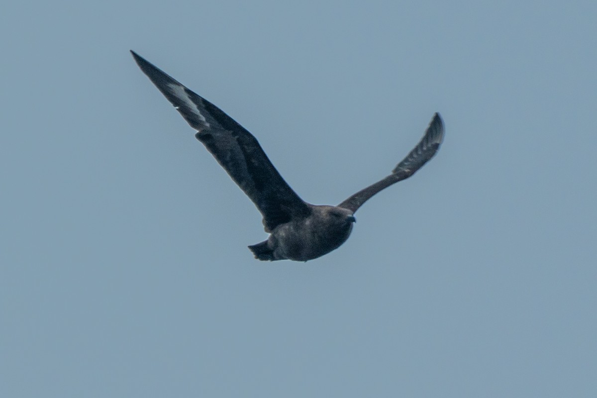 South Polar Skua - ML649006431